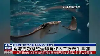 包含香港叔岳联队成功逆转，打破劣势的词条